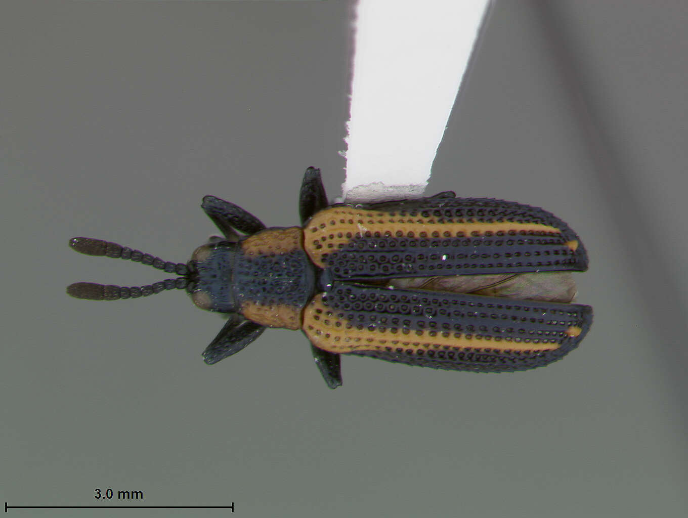 Слика од Microrhopala rileyi S. Clark 1983