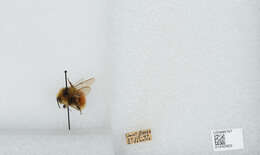 Image de Bombus sylvicola Kirby 1837