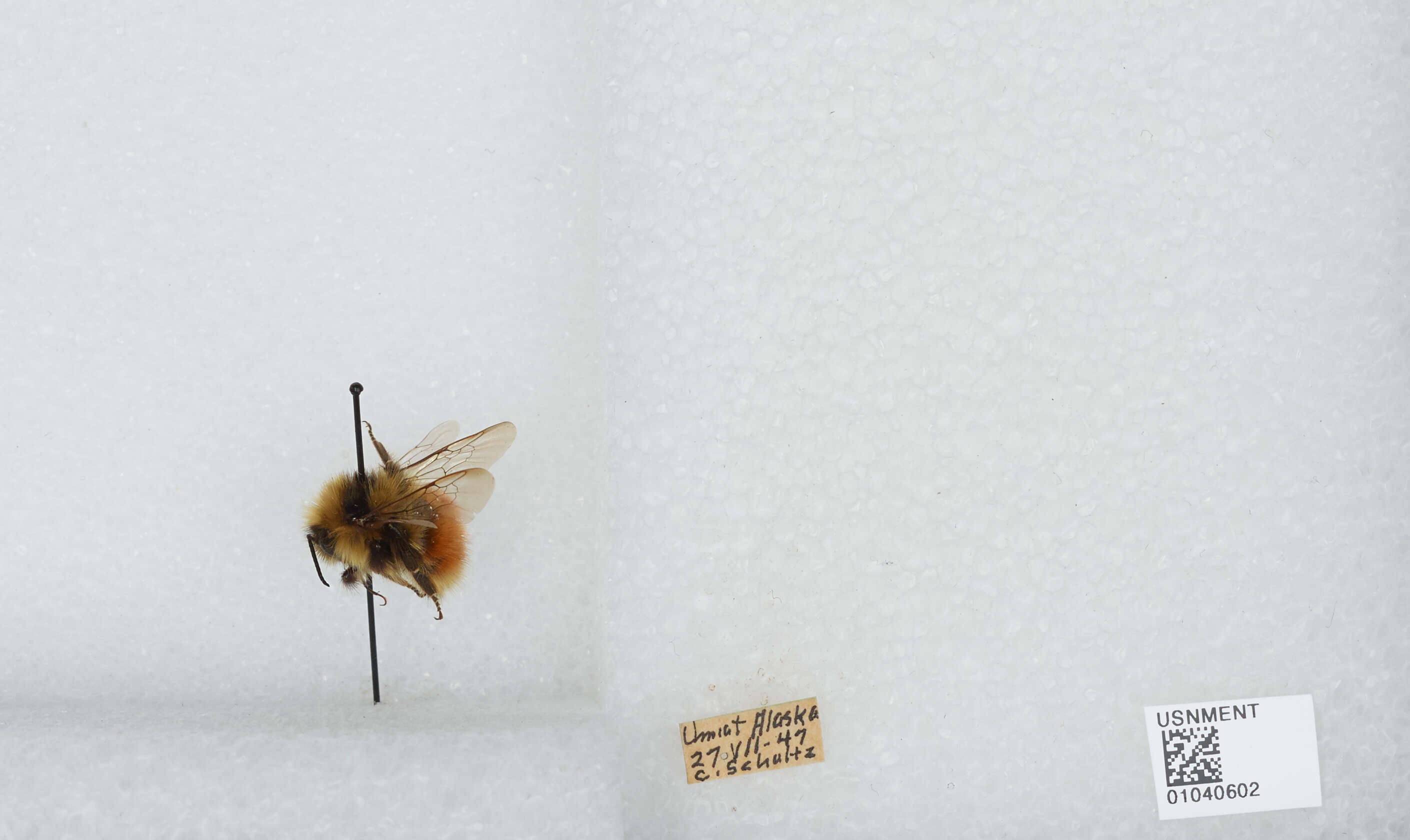 Image de Bombus sylvicola Kirby 1837