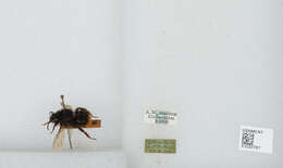 Image of Bombus rupestris (Fabricius 1793)