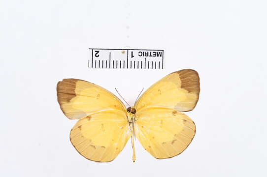 Image of Eurema sarilata (Semper 1891)