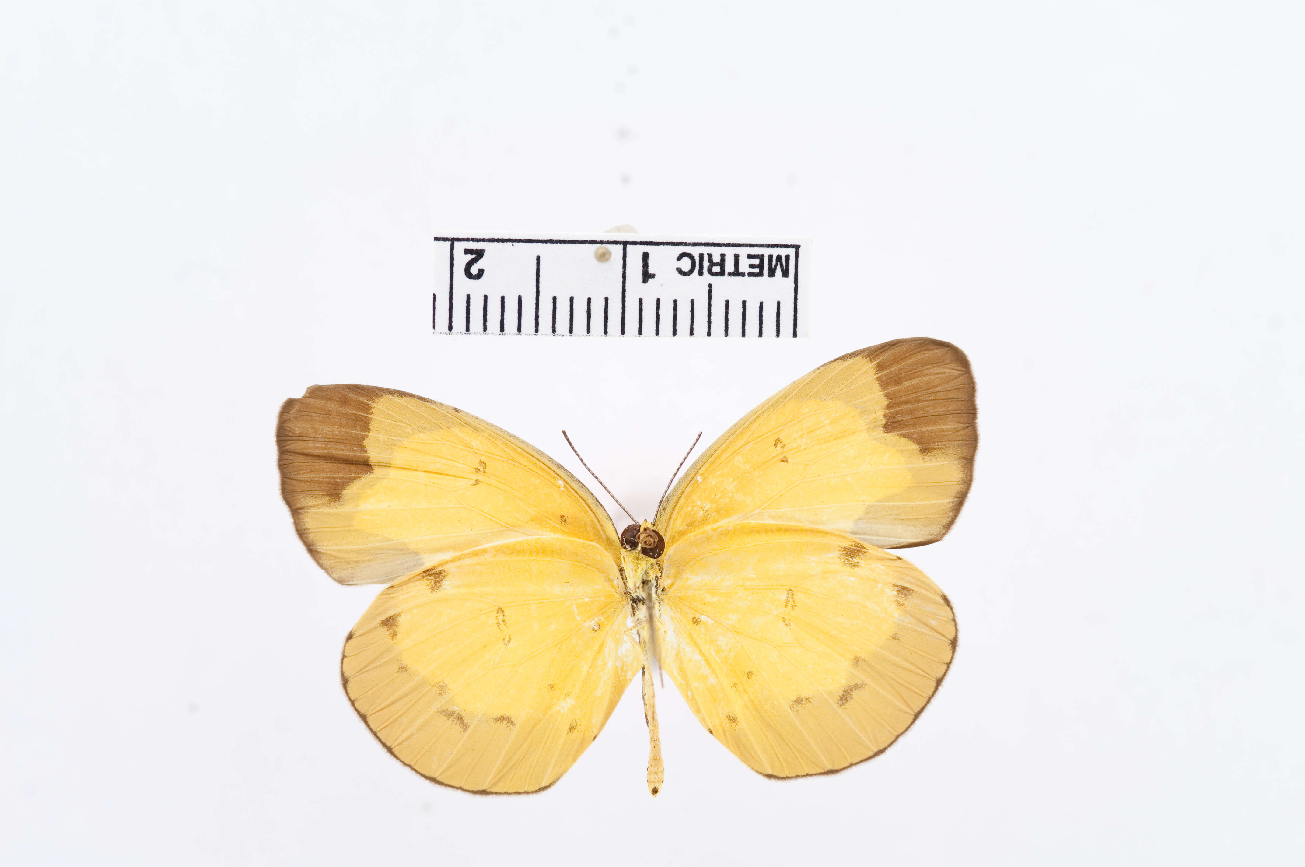 Image of Eurema sarilata (Semper 1891)