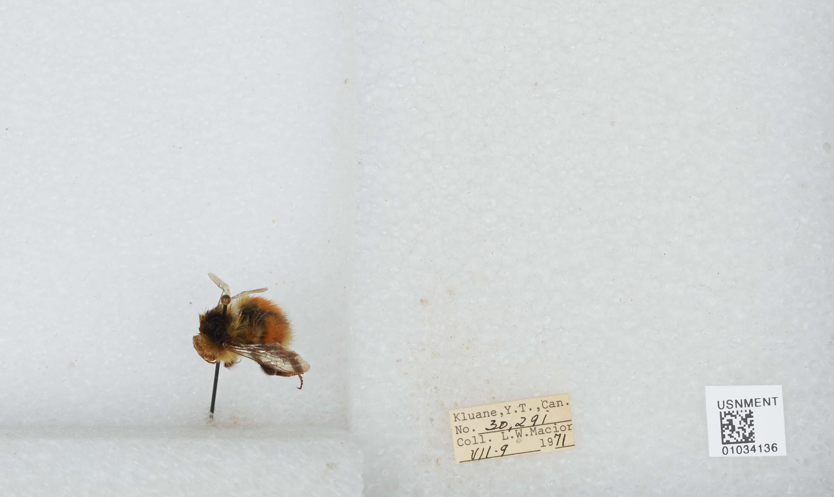 Image de Bombus sylvicola Kirby 1837