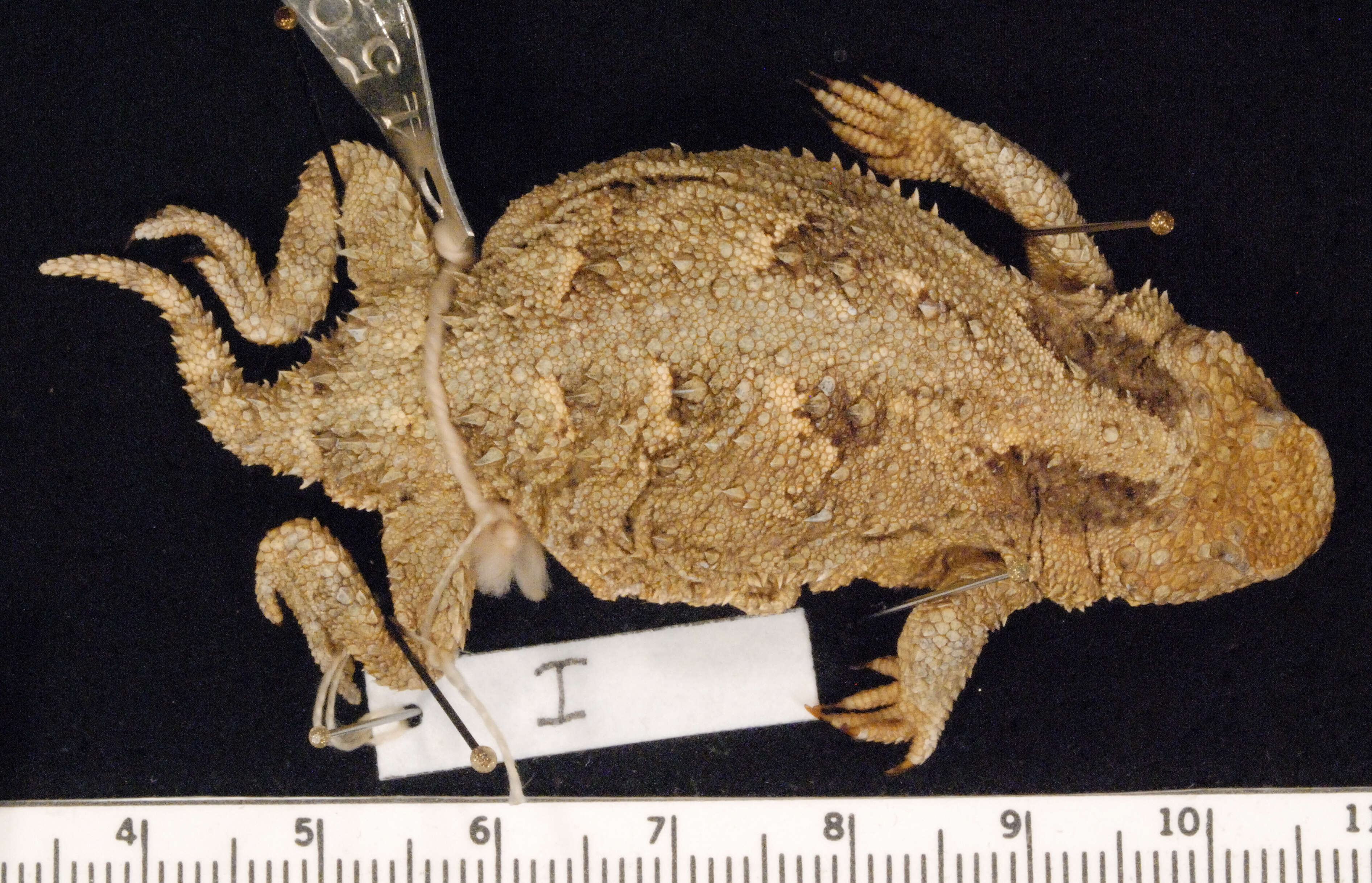 Image of Greater Short-horned Lizard