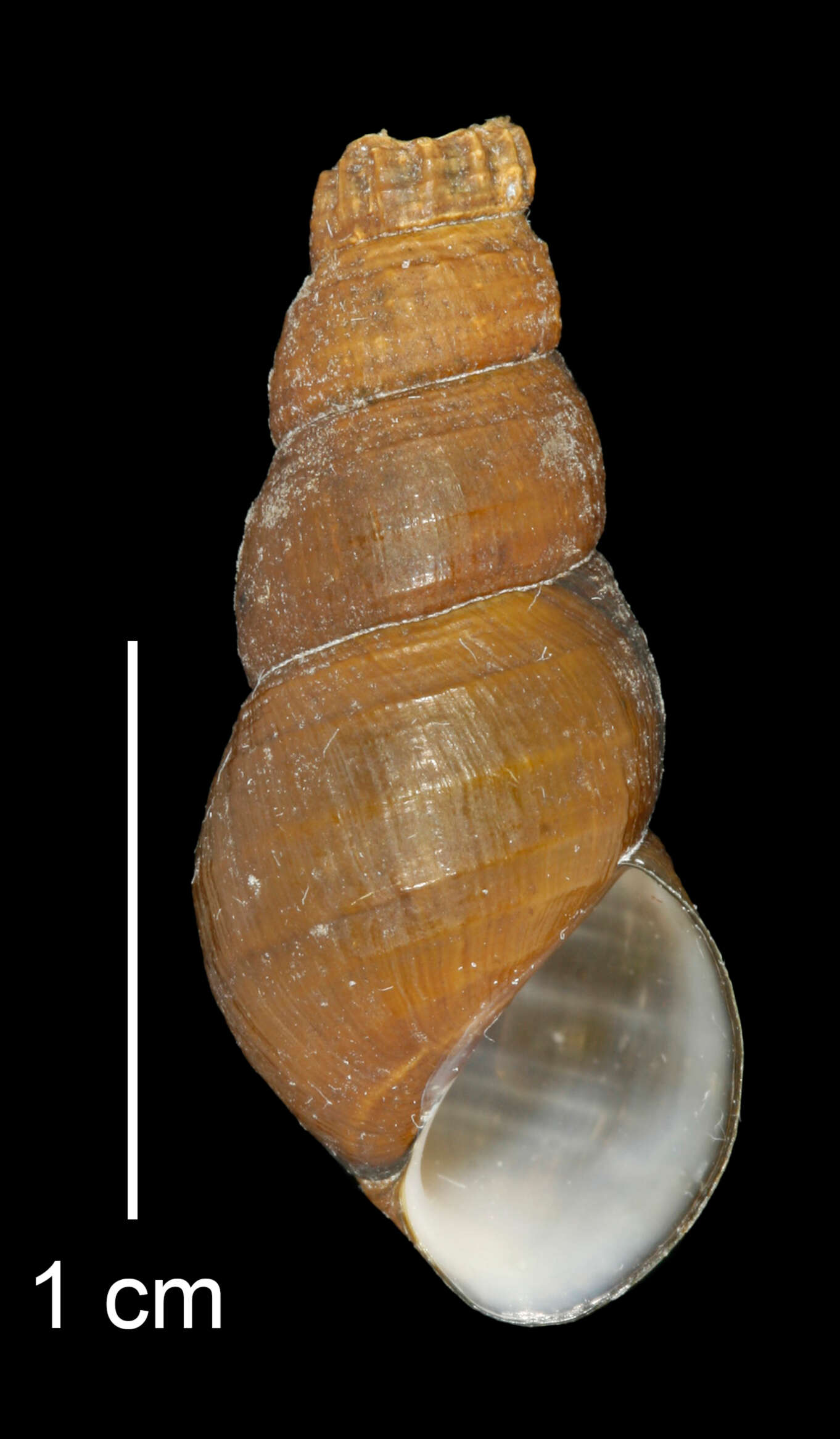 Image of Juga plicifera (I. Lea 1838)