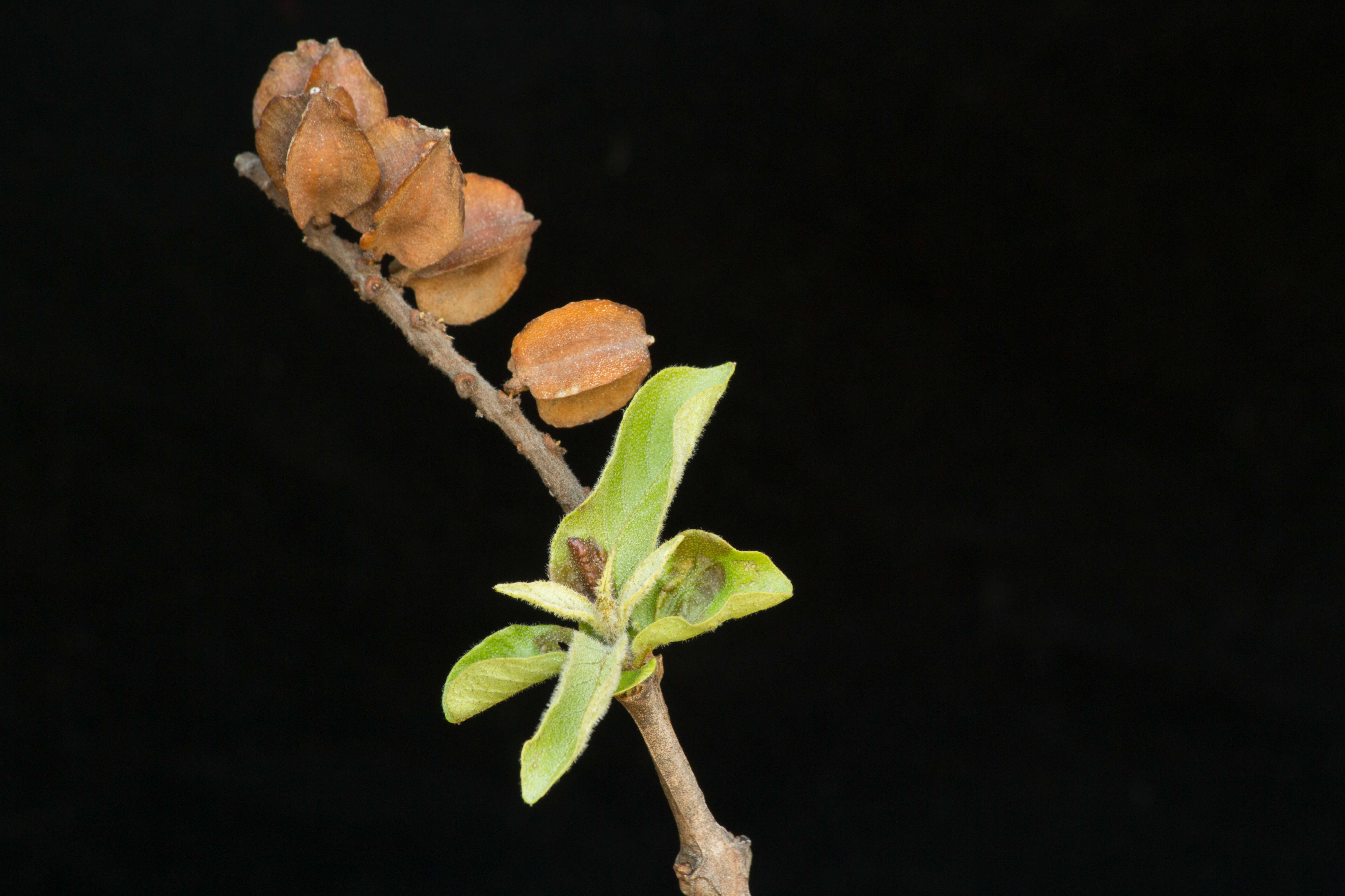 Image of Combretum fruticosum (Loefl.) Stuntz