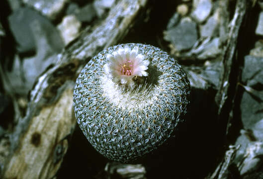 Image of Button Cactus