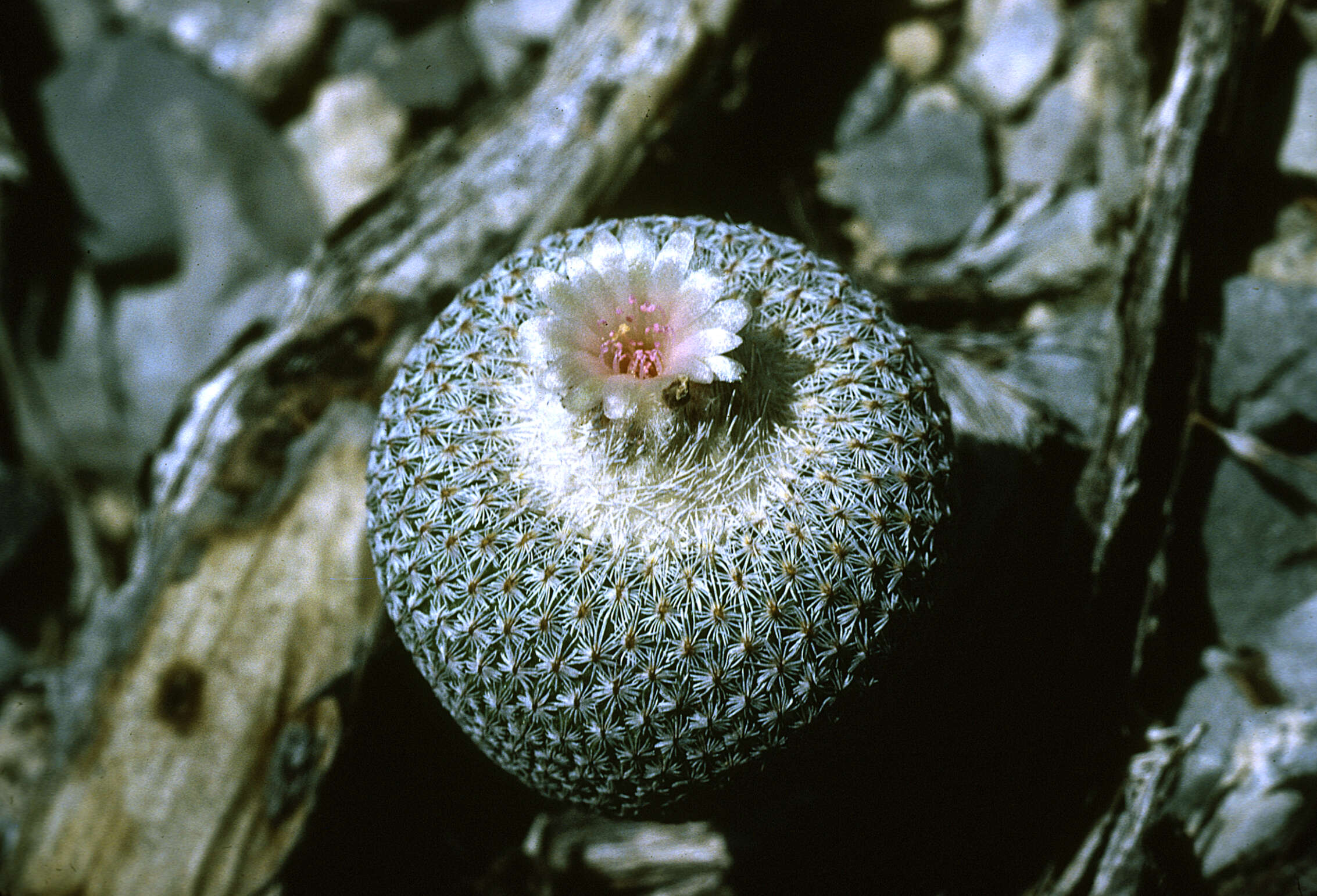 Image of Button Cactus