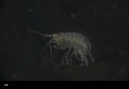 Image of Amphipoda