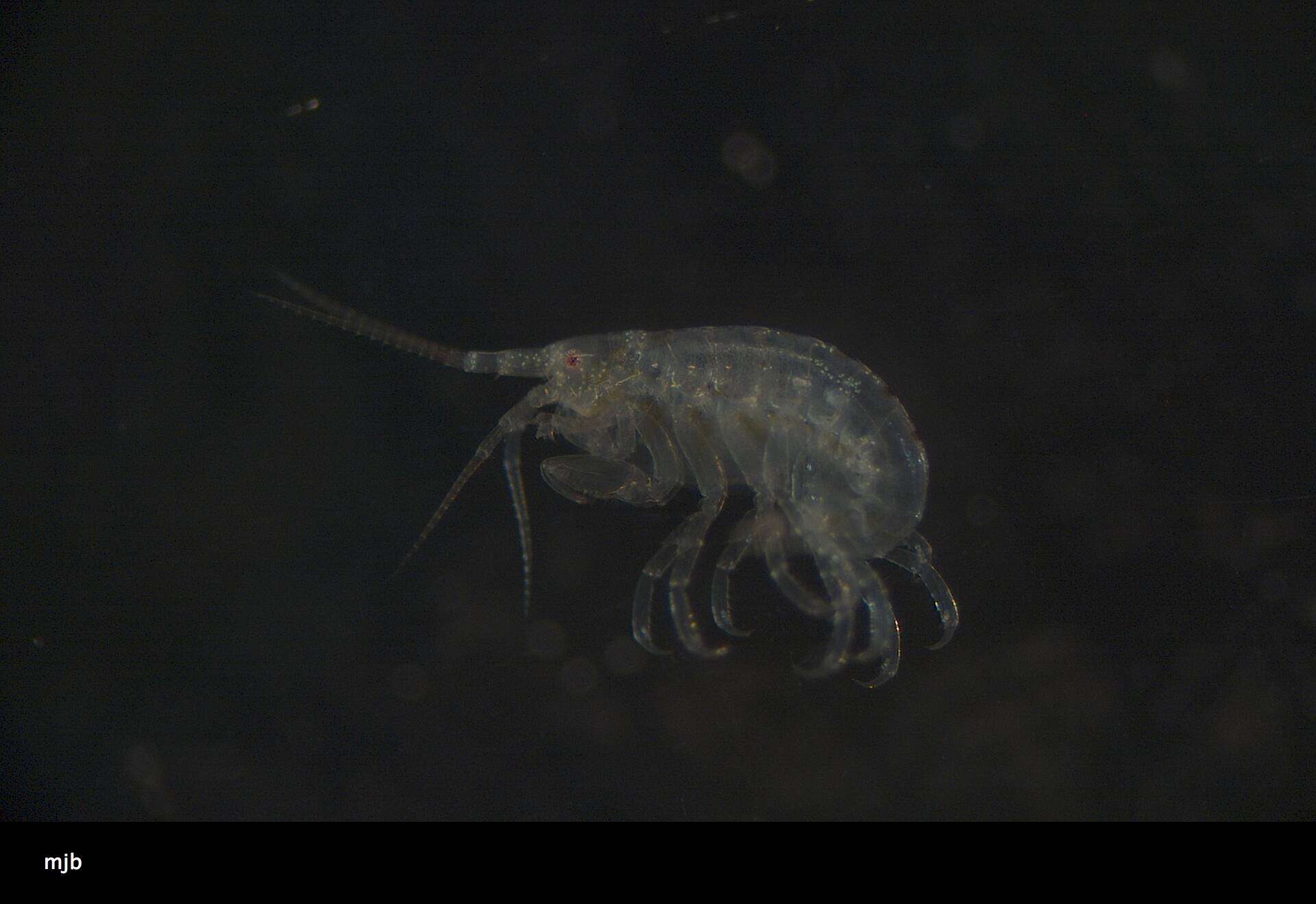 Image of Amphipoda