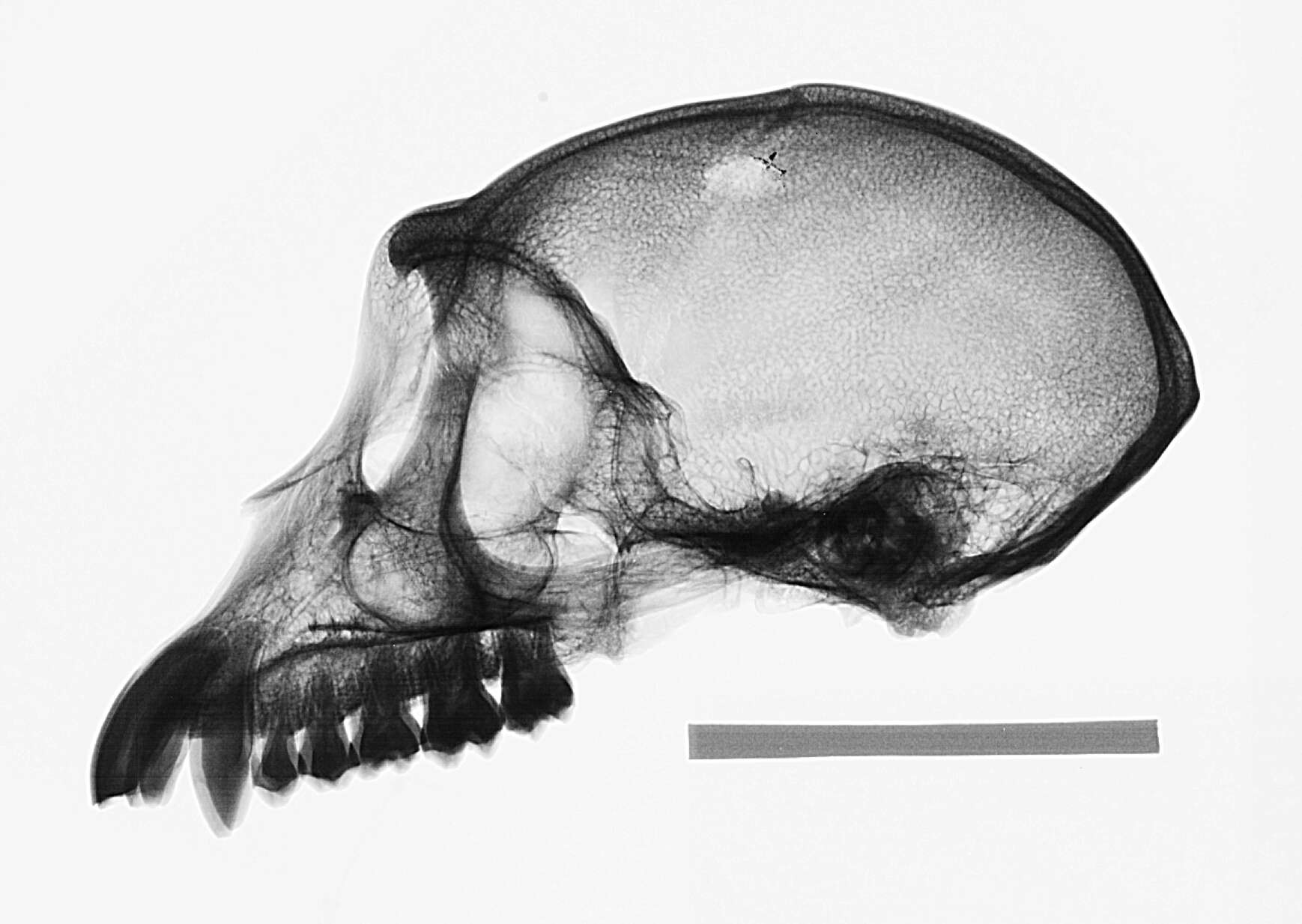 Image of Macaca fascicularis fascicularis (Raffles 1821)