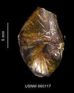 Image of Falsilunatia benthicola (Dell 1990)