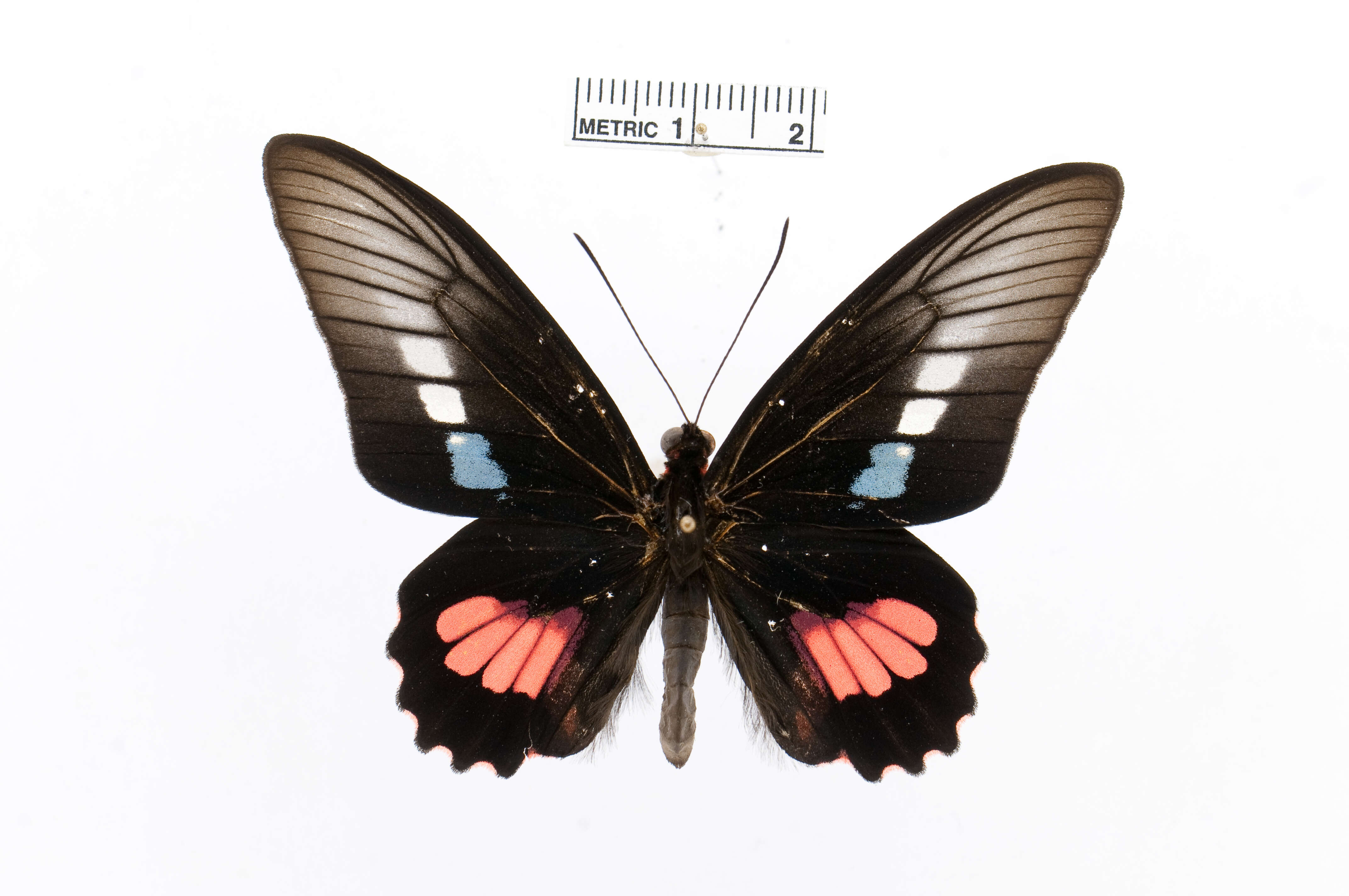 Sivun Parides zacynthus (Fabricius 1793) kuva