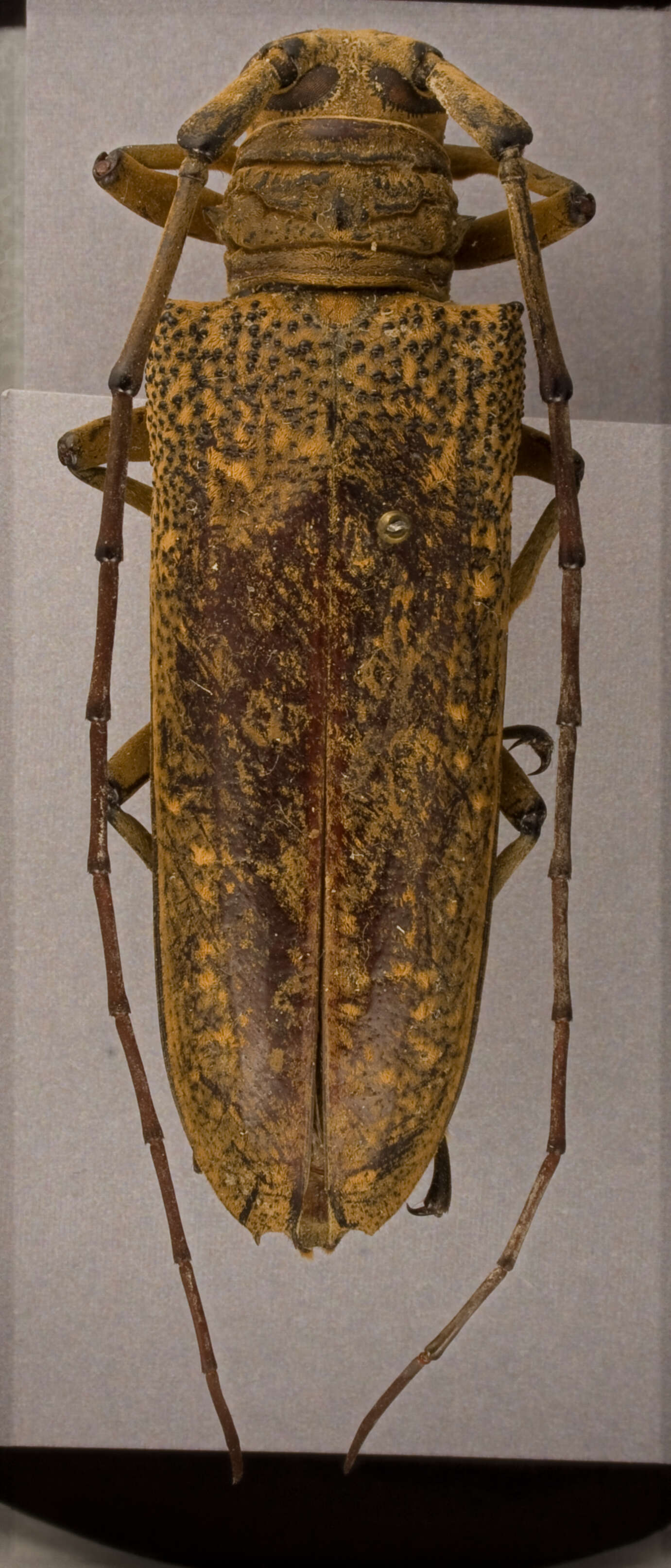 Image of Apriona neglecta Ritsema 1911