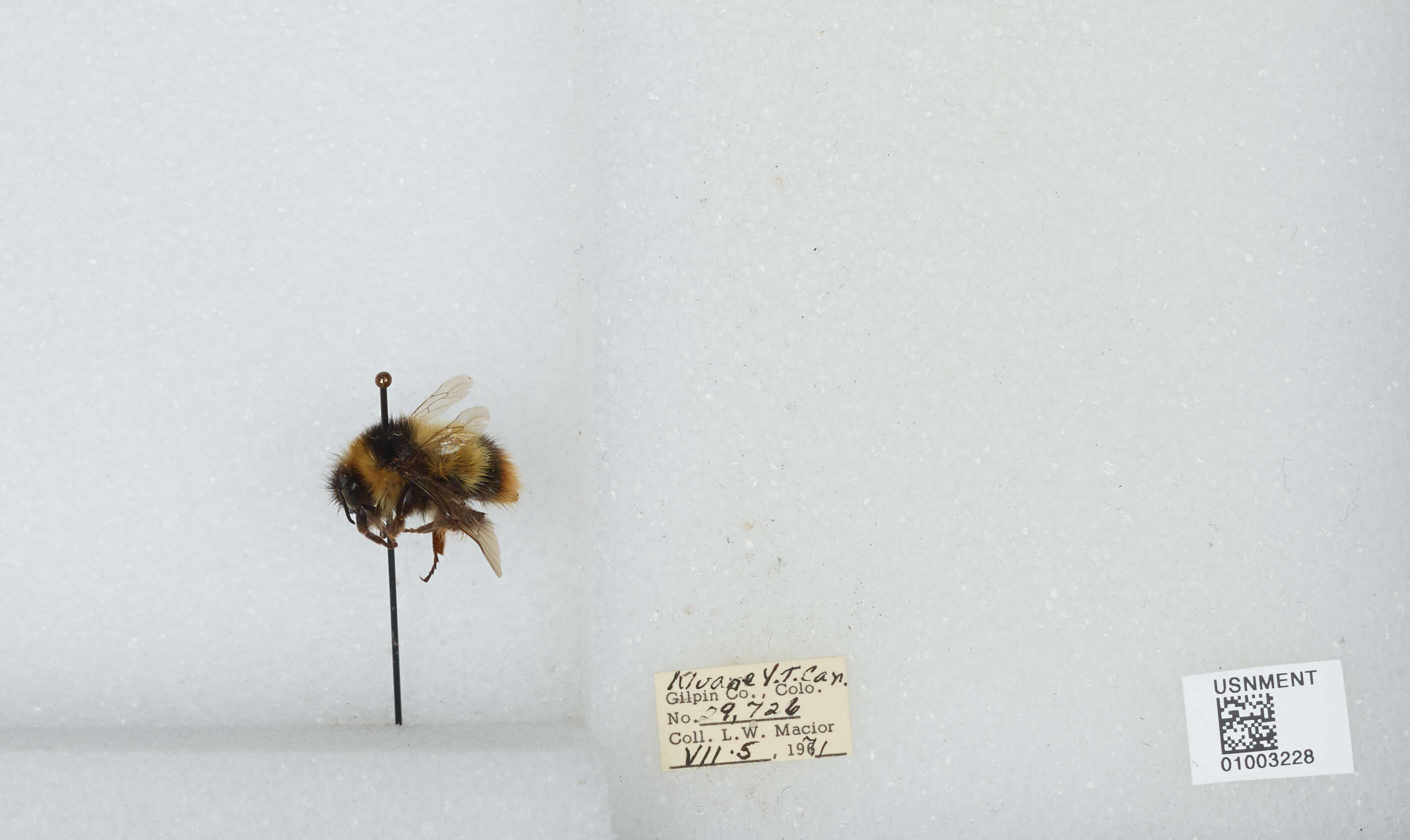 Image of Frigid Bumble Bee