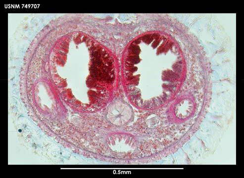 Image of Rhabdoherpia ventromusculata Salvini-Plawen 1978