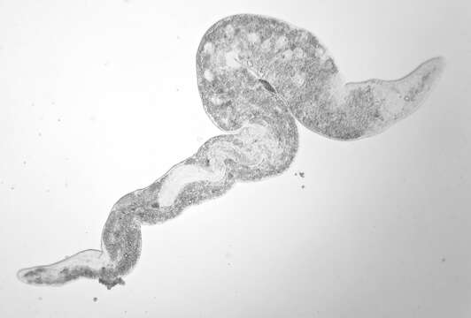 Image of Archimonocelis helfrichi Karling, Mack-Fira & Dörjes 1972