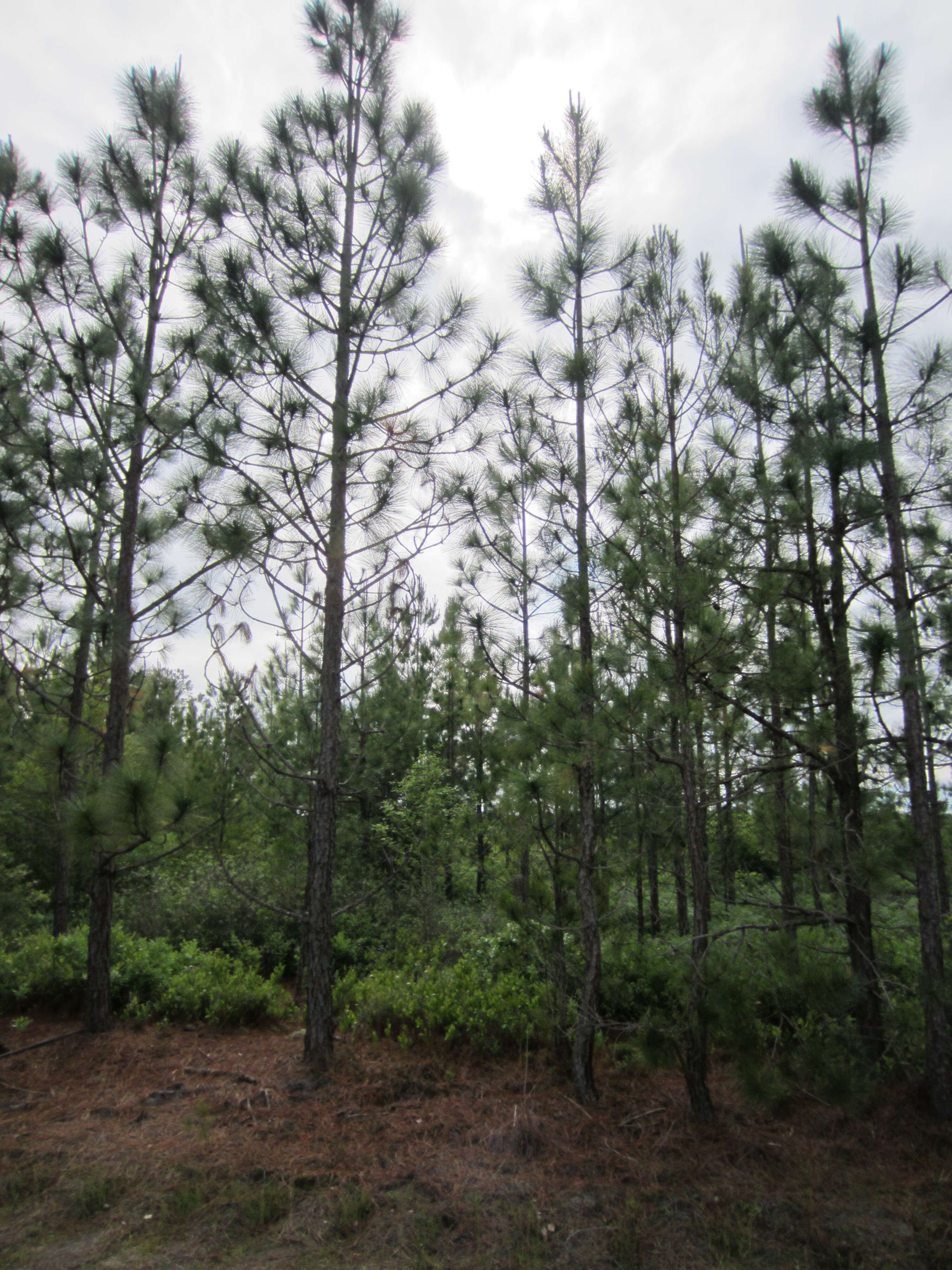 Image of Marsh Pine