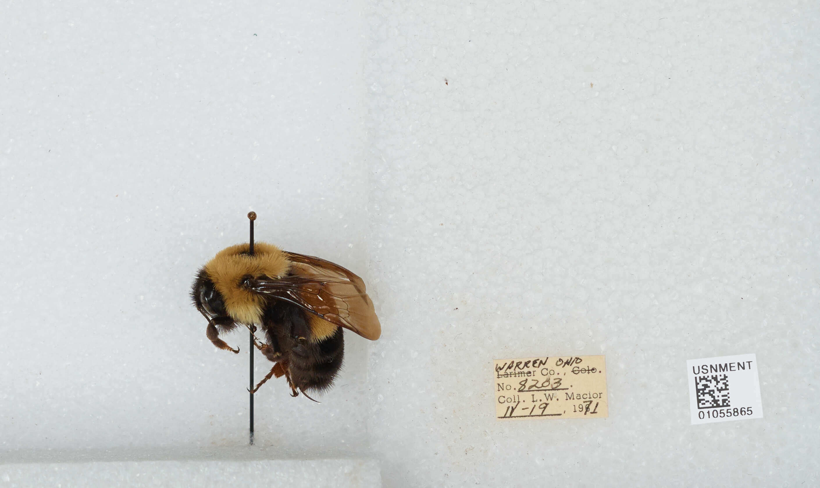 Слика од Bombus affinis Cresson 1864