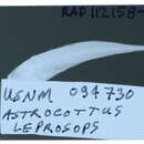 Image of Astrocottus leprops Bolin 1936