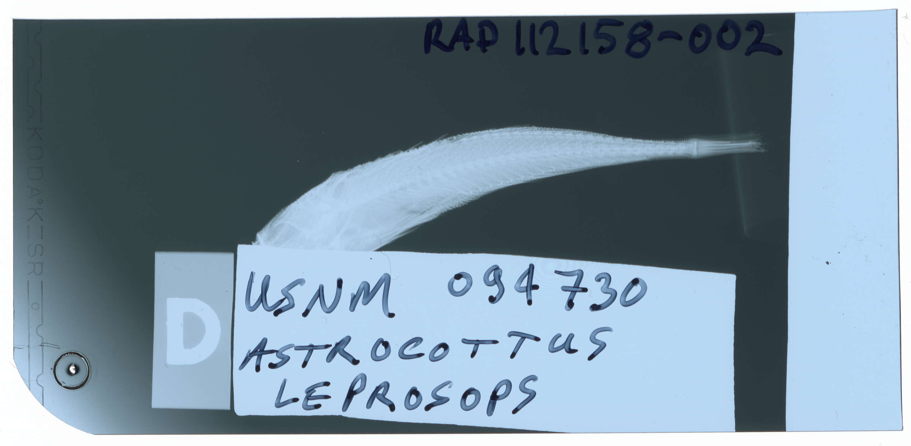 Image of Astrocottus