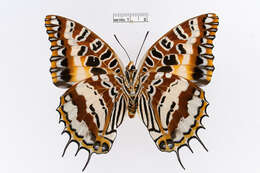 Imagem de Charaxes andranodorus Mabille 1884