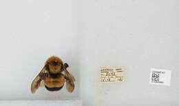 Слика од Bombus affinis Cresson 1864