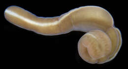 Image of Lineus Sowerby 1806
