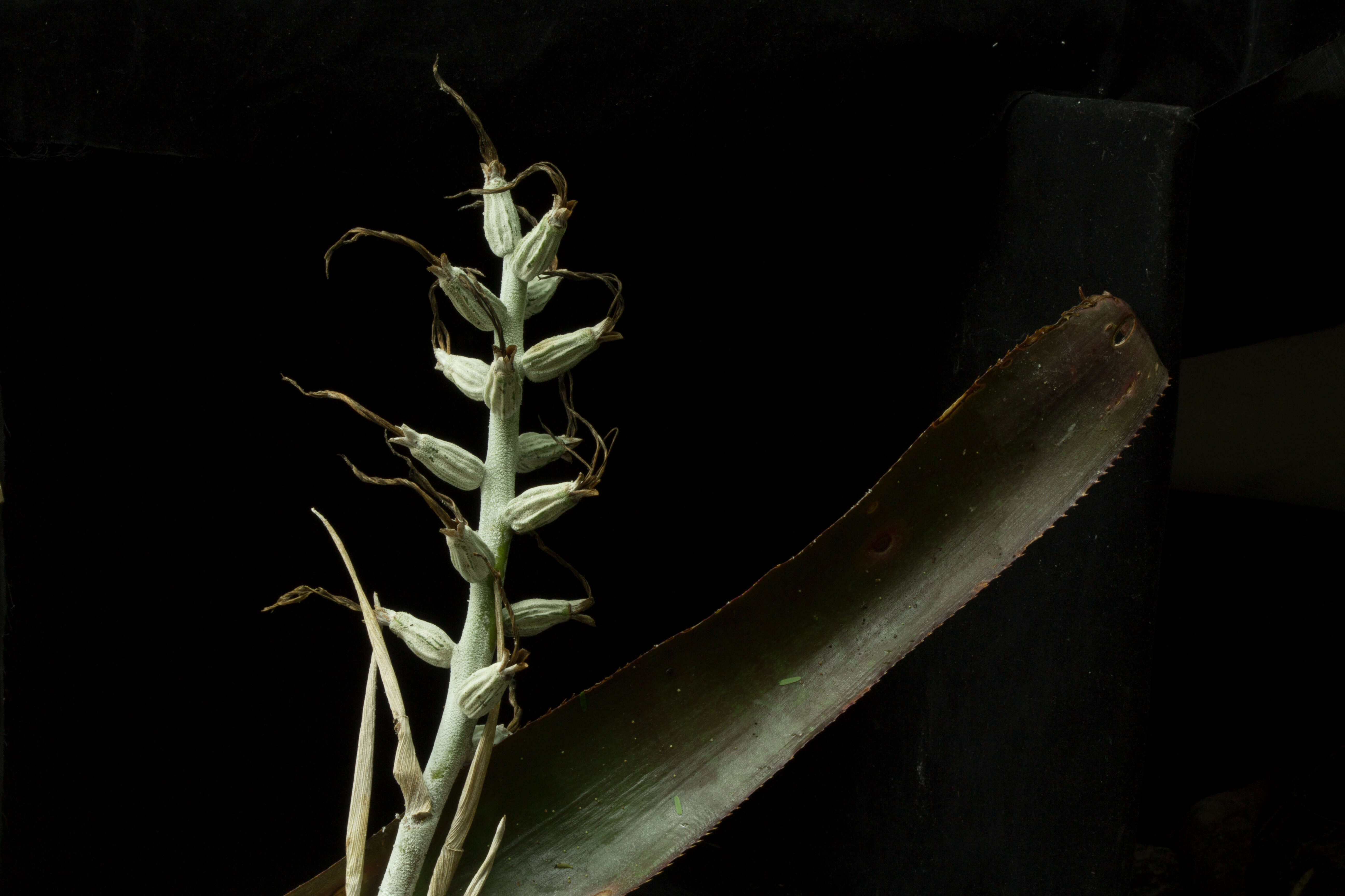 Image of Billbergia pallidiflora Liebm.