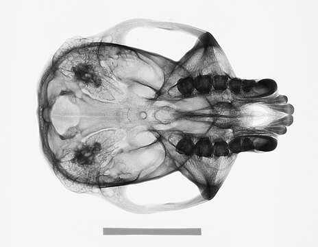 Image of Colobus guereza kikuyuensis Lönnberg 1912