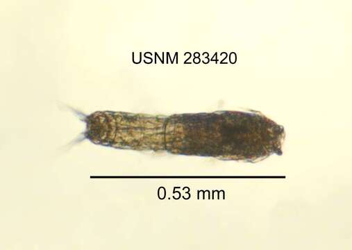 Image of Elaphoidella amabilis Ishida ex Reid & Ishida 1993