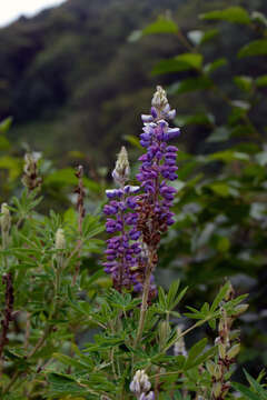 Image of Lupinus mexicanus Lag.