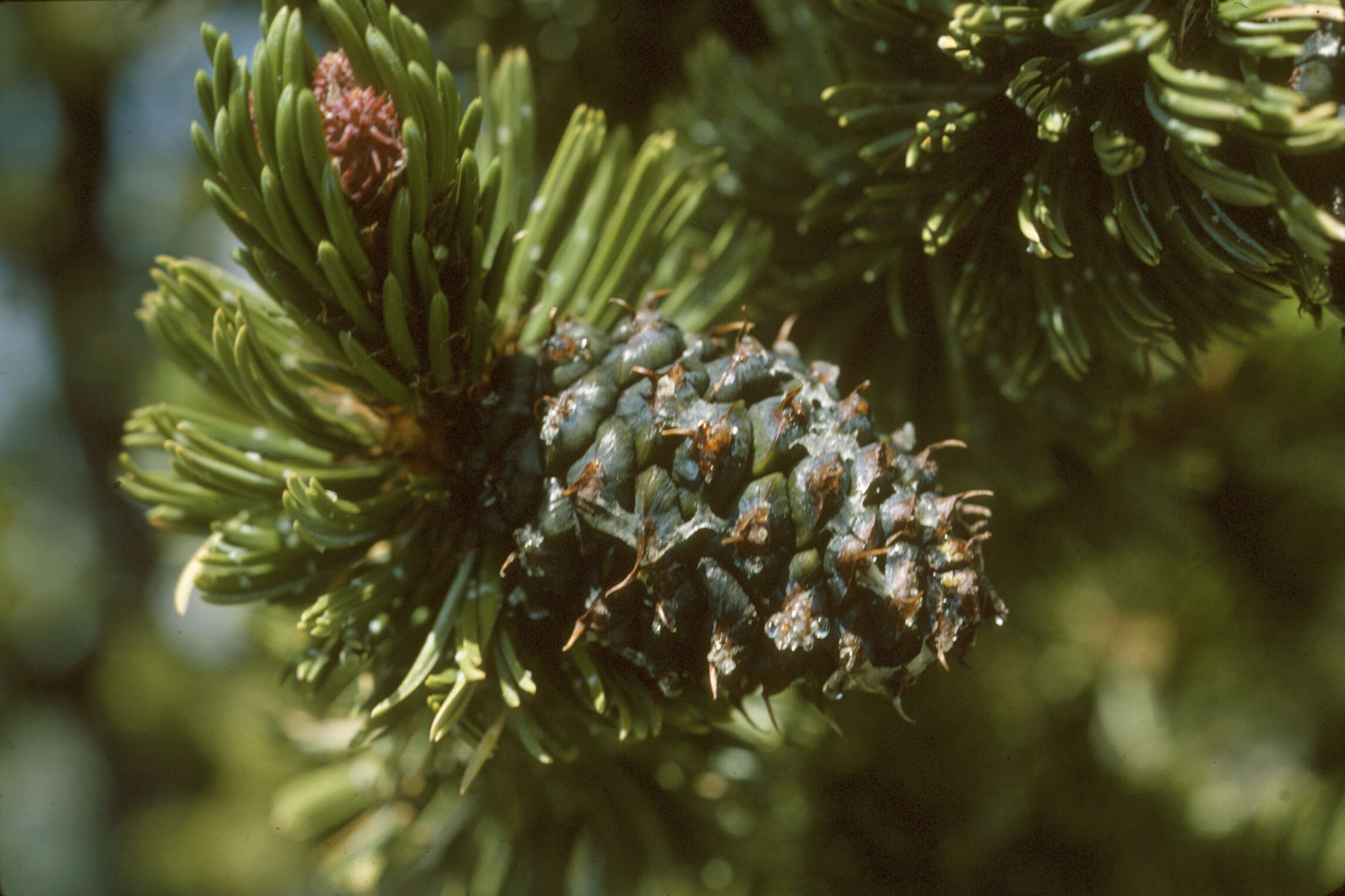 Image of Colorado Bristlecone Pine