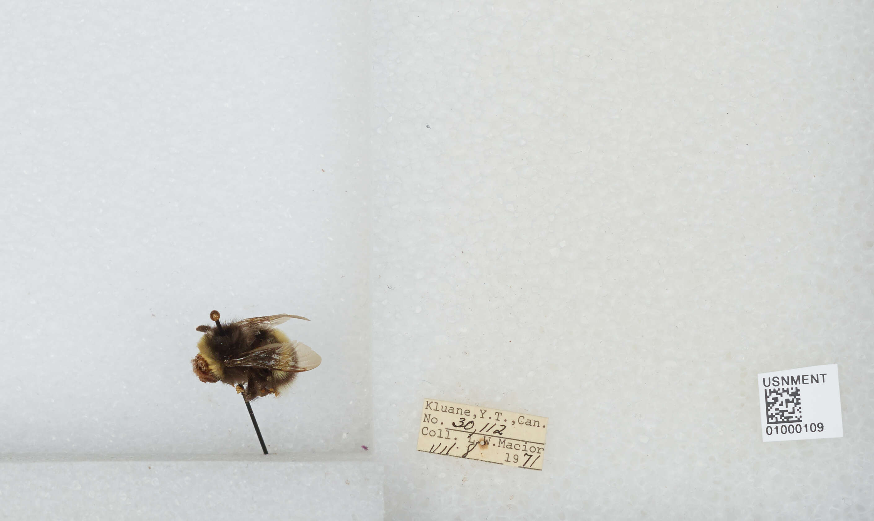 Image of White-tailed bumblebee