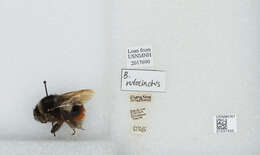 Image of Bombus rufofasciatus Smith 1852