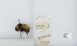 Image of Polar Bumble Bee