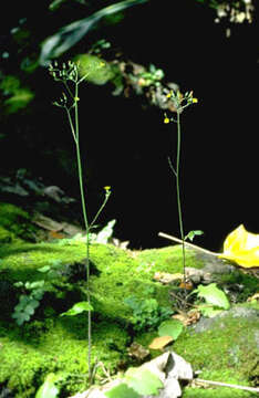 Image de Youngia japonica (L.) DC.