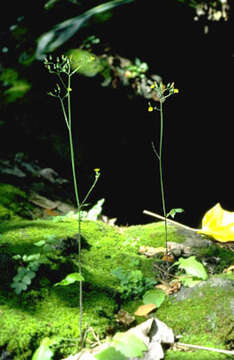 Image of Oriental false hawksbeard