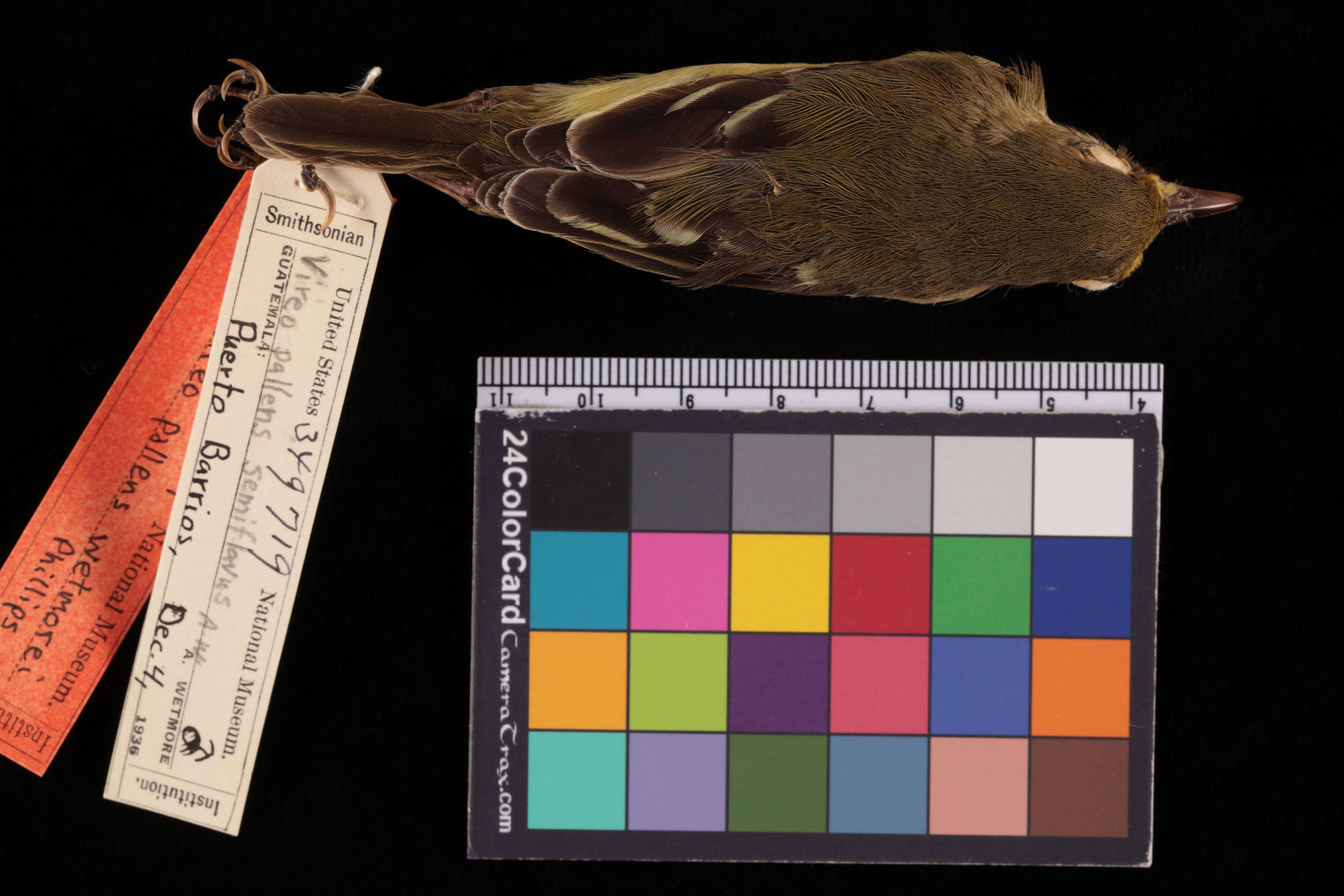 Image of Vireo pallens wetmorei Phillips & AR 1991