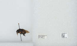 Image of Bombus ephippiatus Say 1837