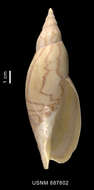 Image of Adelomelon ancilla (Lightfoot 1786)