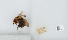 Слика од Bombus affinis Cresson 1864