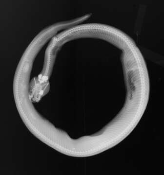 Image of Crotalus angelensis Klauber 1963