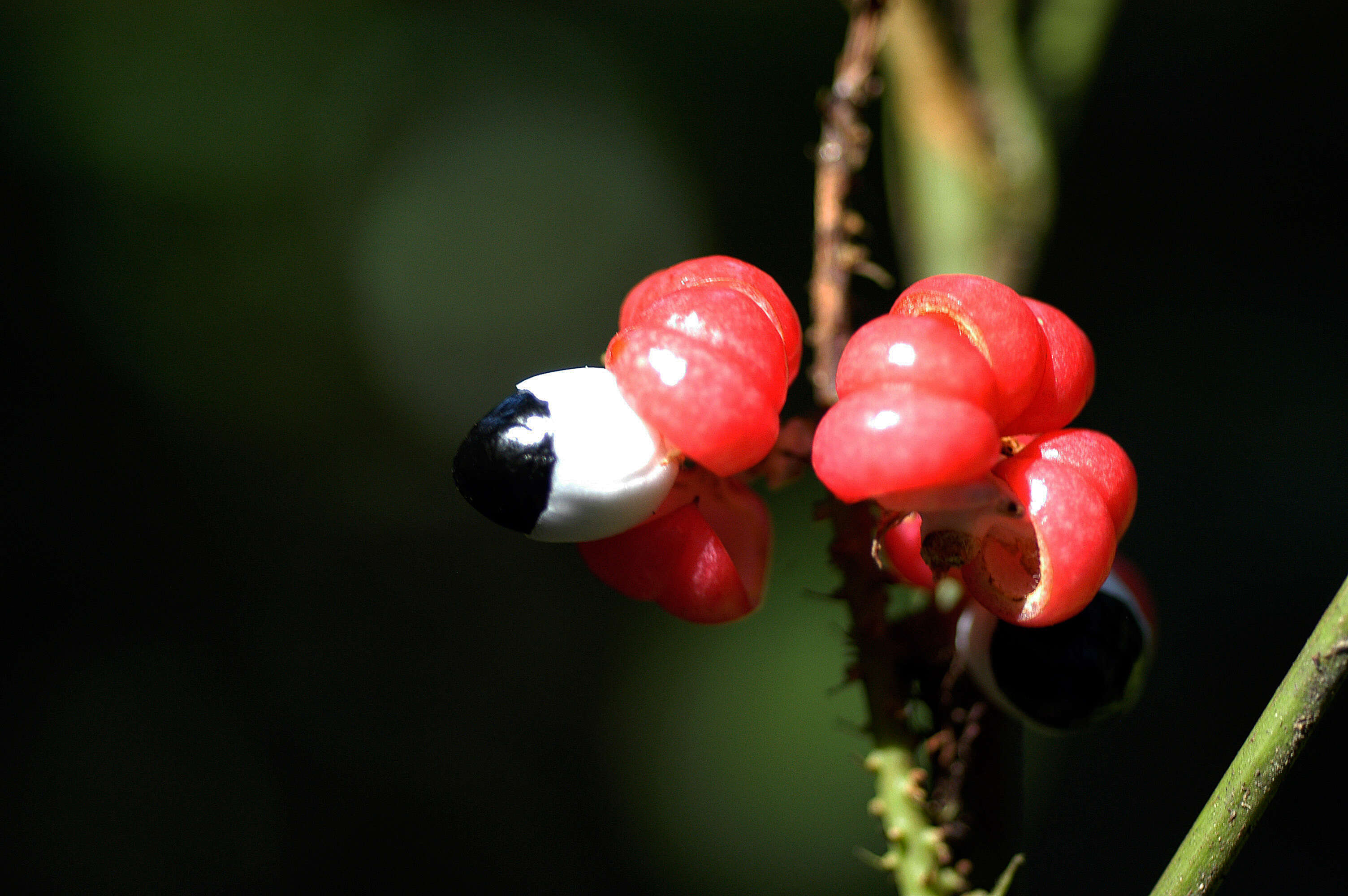 Слика од Paullinia cuneata Radlk.