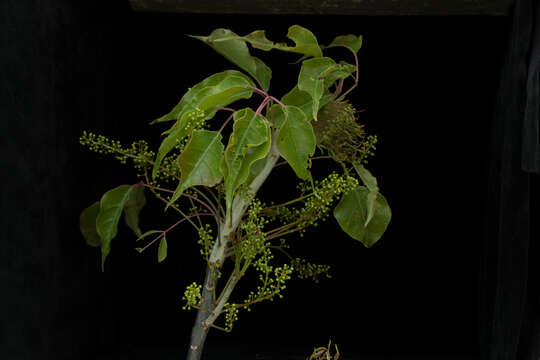 Image of Bursera ovalifolia (Schltdl.) Engl.