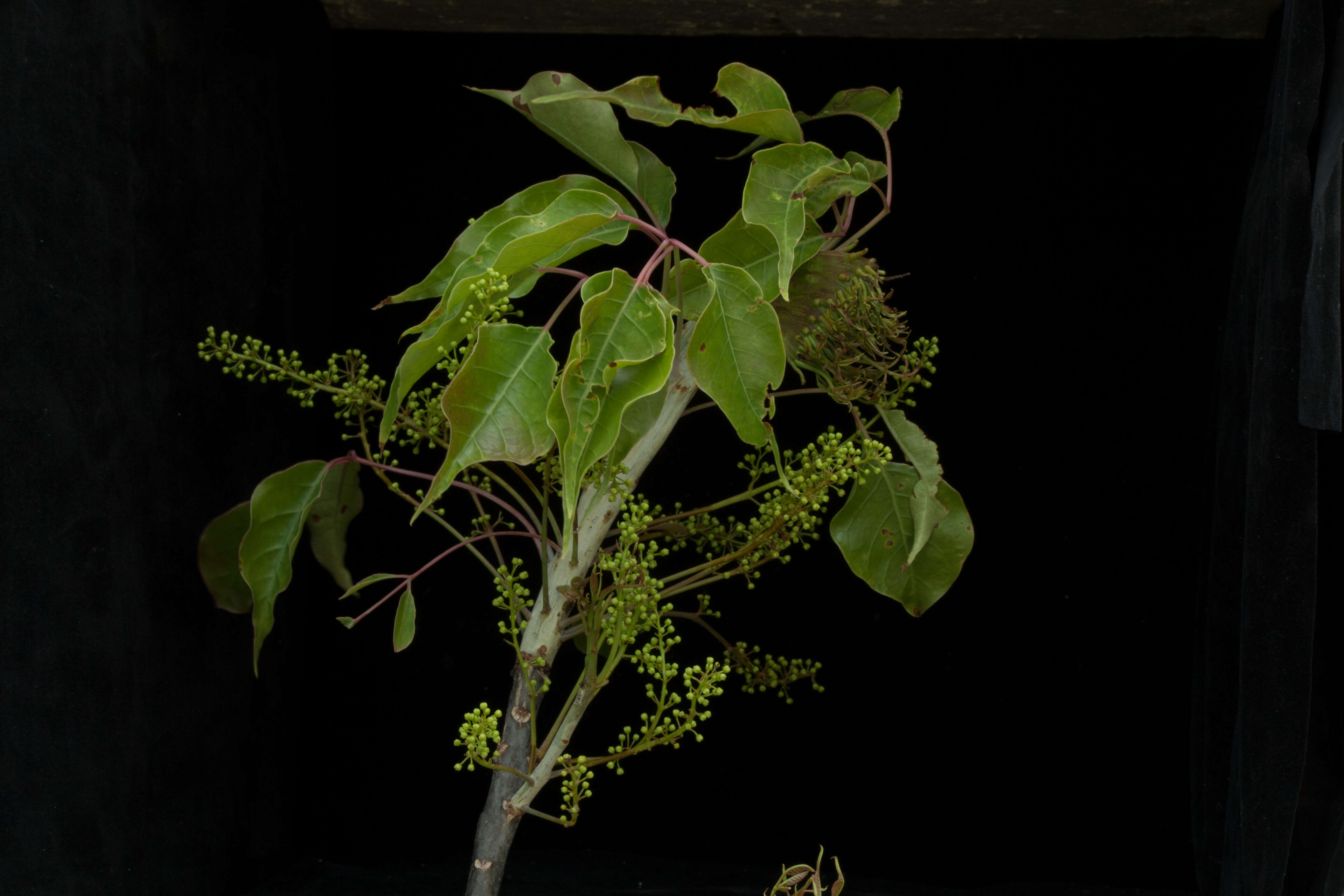 Plancia ëd Bursera ovalifolia (Schltdl.) Engl.