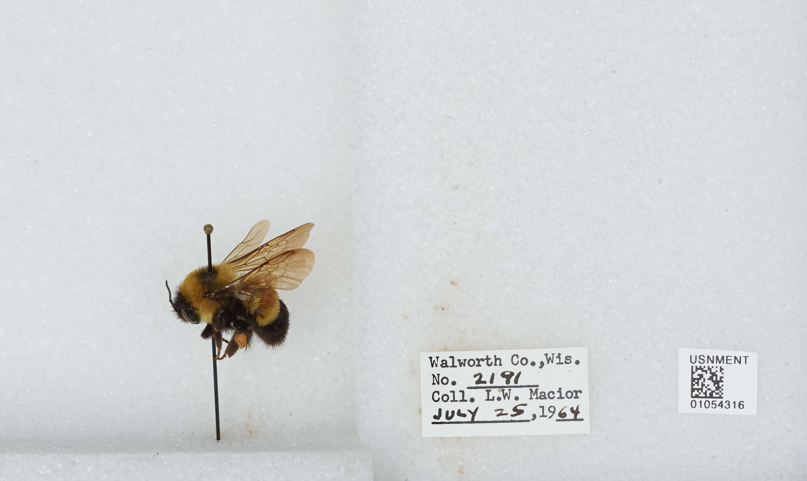 Слика од Bombus affinis Cresson 1864