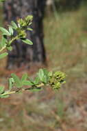 Lespedeza capitata Michx. resmi