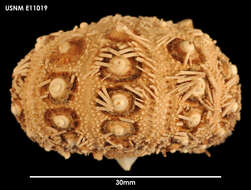 Image of Notocidaris hastata Mortensen 1909