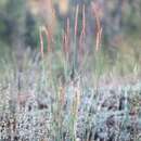 Image of Elymus L.